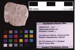 Foto (Objekt + Etiketten) von Glaessneropsis tribulosa n.sp. (NHMW-GEO-1990-0041-0274)